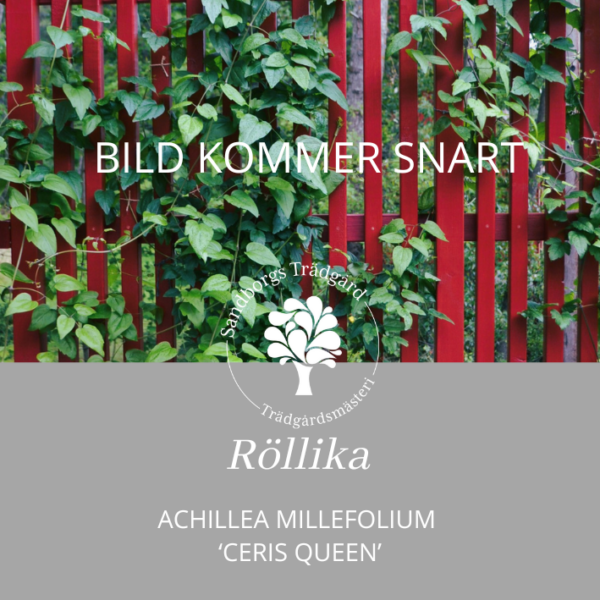 sandborgs trädgård | röllika ceris queen